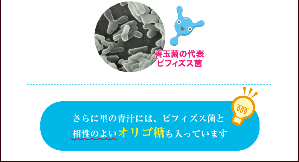 ビフィズス菌BB536とは
