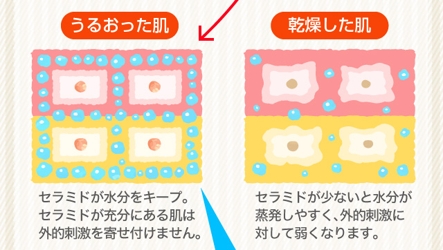 セラミドは細胞間脂質の40%を占め、ラメラ構造が整っていると水分は蒸発しません