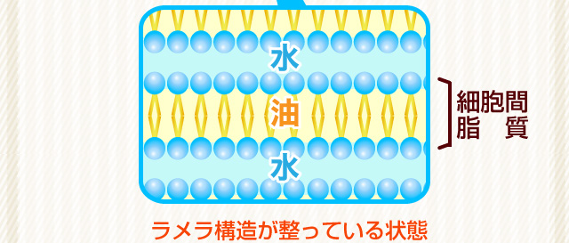 ヒト型セラミドを３種配合しています。人間の体内にあるセラミドとほとんど同じ構造のため、肌なじみが良くうるおいが持続します
